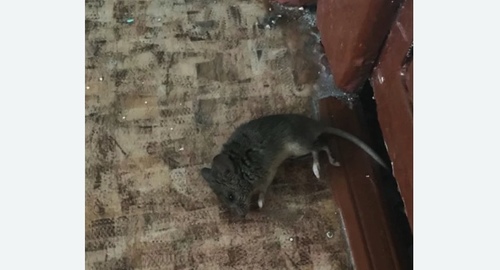 Дезинфекция от мышей на Вешняках города Москвы